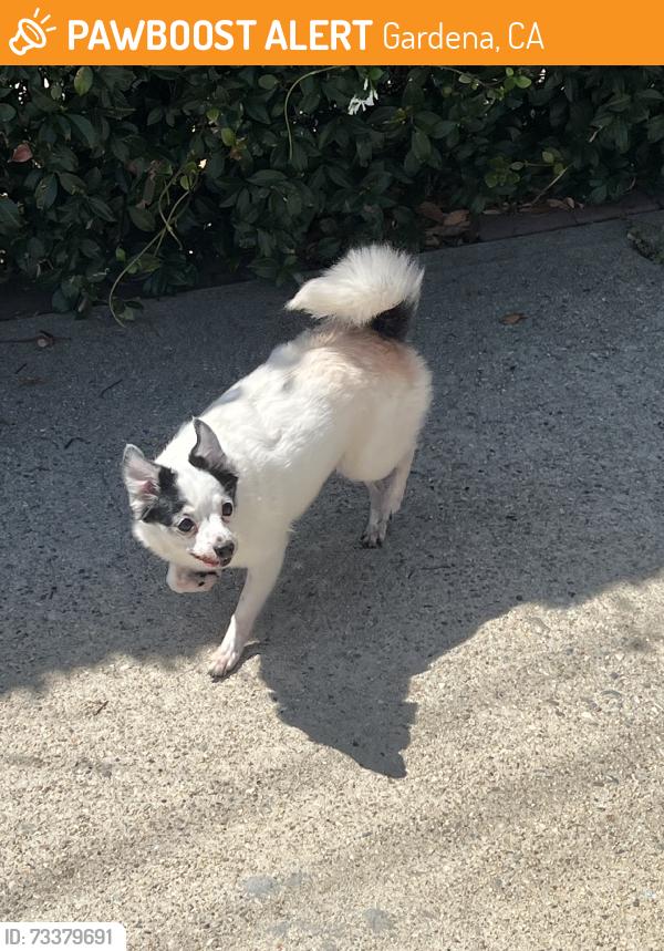 Found/Stray Female Dog last seen 145th Danker, Gardena, CA 90247