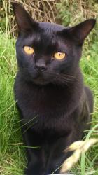 Lost Male Cat last seen Ridings Close, Stonesfield, Stonesfield, England OX29 8BF