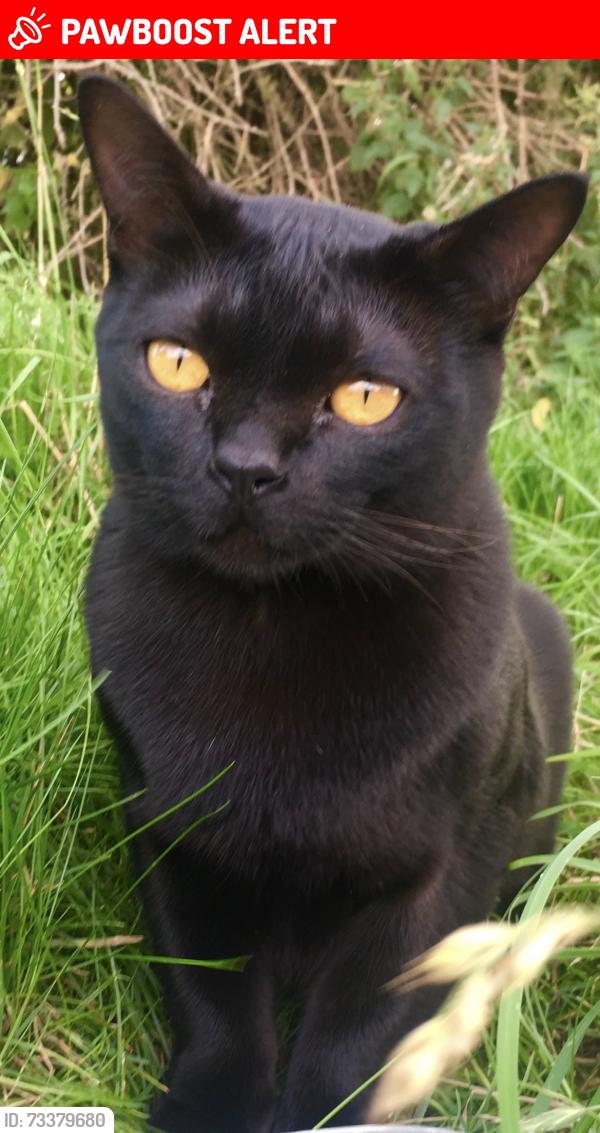 Lost Male Cat last seen Ridings Close, Stonesfield, Stonesfield, England OX29 8BF