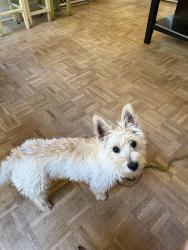 Lost Female Dog last seen Hansell St, CVS on Boulevard, Grant Park, Atlanta, GA 30312