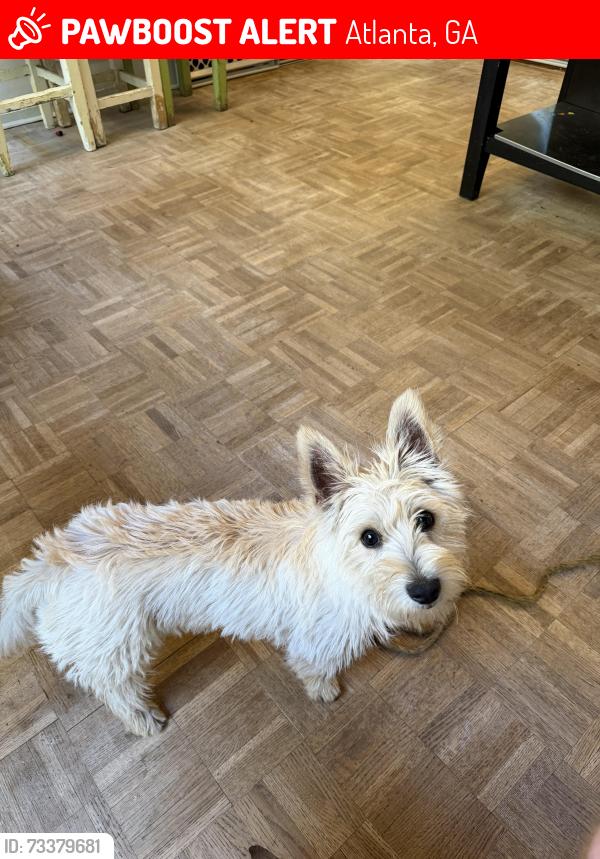 Lost Female Dog last seen Hansell St, CVS on Boulevard, Grant Park, Atlanta, GA 30312