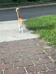 Found/Stray Unknown Cat last seen S Randolph St, Arlington, VA 22204