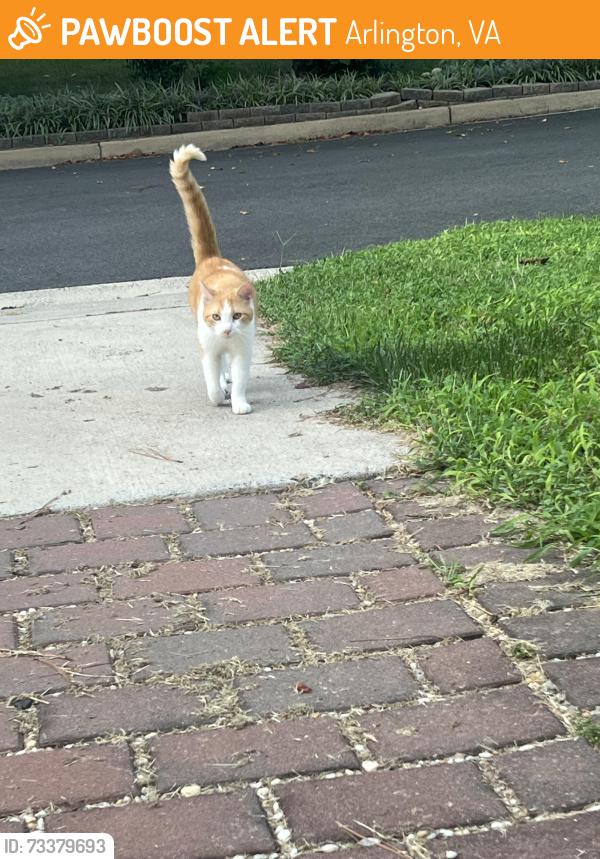 Found/Stray Unknown Cat last seen S Randolph St, Arlington, VA 22204