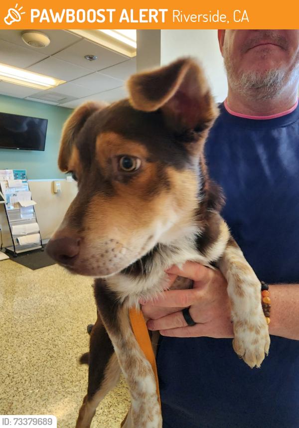 Found/Stray Male Dog last seen Lime and 9th Street, Downtown Riverside, CA, Riverside, CA 92501