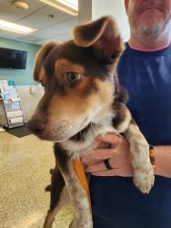 Found/Stray Male Dog last seen Lime and 9th Street, Downtown Riverside, CA, Riverside, CA 92501