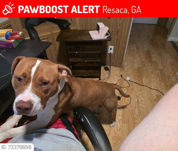 Lost Male Dog last seen Hwy 225, Resaca, GA 30735