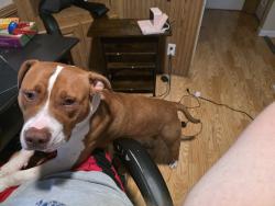 Lost Male Dog last seen Hwy 225, Resaca, GA 30735