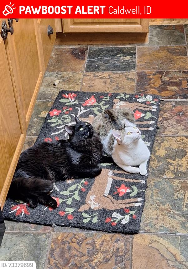 Lost Male Cat last seen Marsing Road, Caldwell, ID 83607