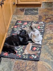 Lost Male Cat last seen Marsing Road, Caldwell, ID 83607