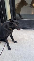 Lost Male Dog last seen Oak glen & 13th street, Yucaipa, CA 92399