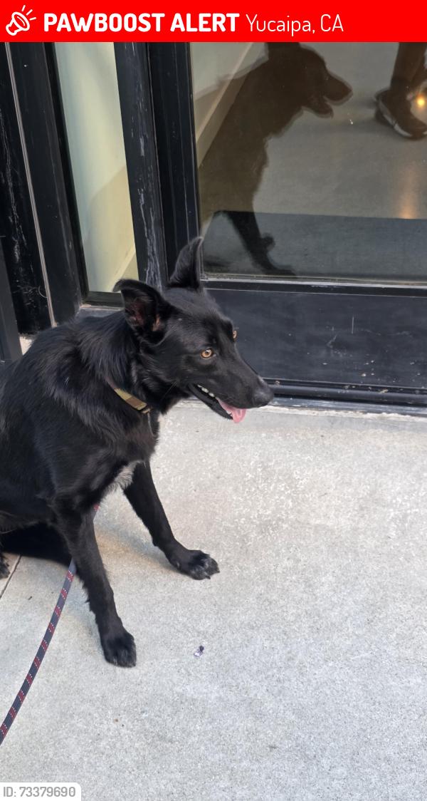 Lost Male Dog last seen Oak glen & 13th street, Yucaipa, CA 92399