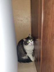 Reunited Male Cat last seen Abram’s and Collins, Arlington, TX 76010