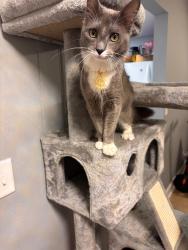 Lost Male Cat last seen Near se royal green circle, Port St. Lucie, FL 34952