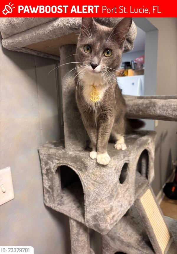 Lost Male Cat last seen Near se royal green circle, Port St. Lucie, FL 34952