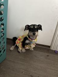 Lost Female Dog last seen Oriente Dr and Palm Ave., Yorba Linda, CA 92886