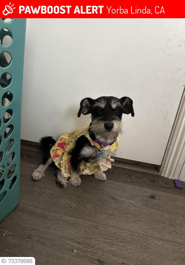 Lost Female Dog last seen Oriente Dr and Palm Ave., Yorba Linda, CA 92886