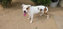 Shelter Stray Female Dog last seen , 5000 Lindbergh Blvd, California City, CA 93505, USA