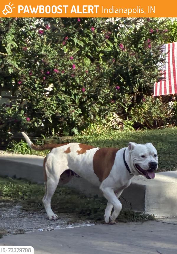 Found/Stray Male Dog last seen S Talbott St and Union St., Indianapolis, IN 46225