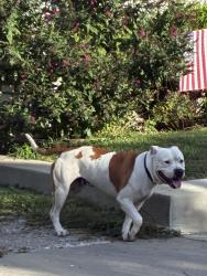Found/Stray Male Dog last seen S Talbott St and Union St., Indianapolis, IN 46225