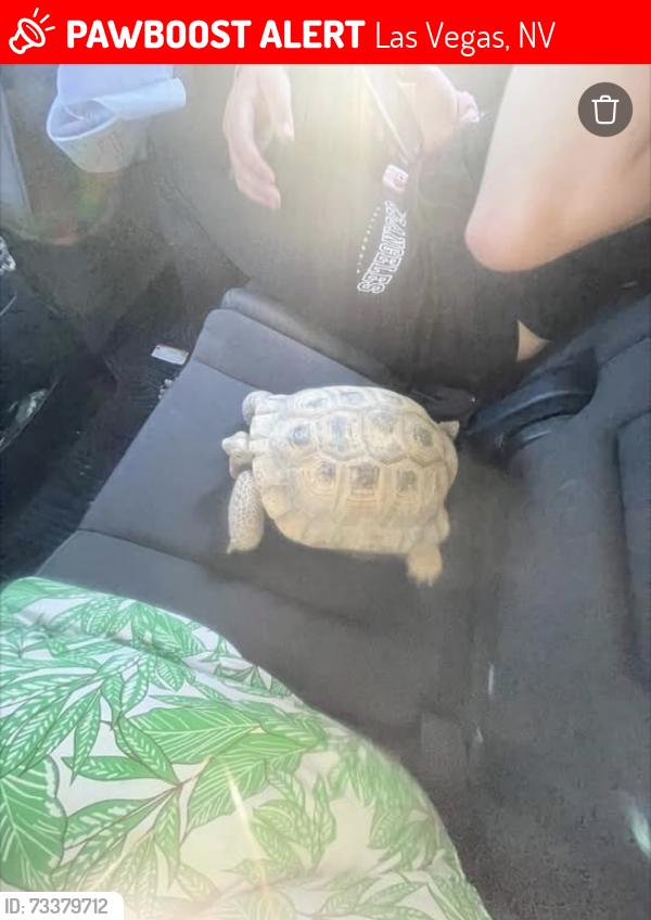 Lost Male Reptile last seen Eastern and Tropicana, Las Vegas, NV 89120