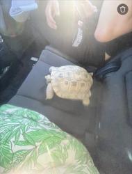 Lost Male Reptile last seen Eastern and Tropicana, Las Vegas, NV 89120