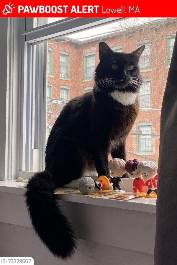 Lost Male Cat last seen Shaffer St, Lowell, MA 01854