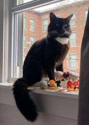 Lost Male Cat last seen Shaffer St, Lowell, MA 01854