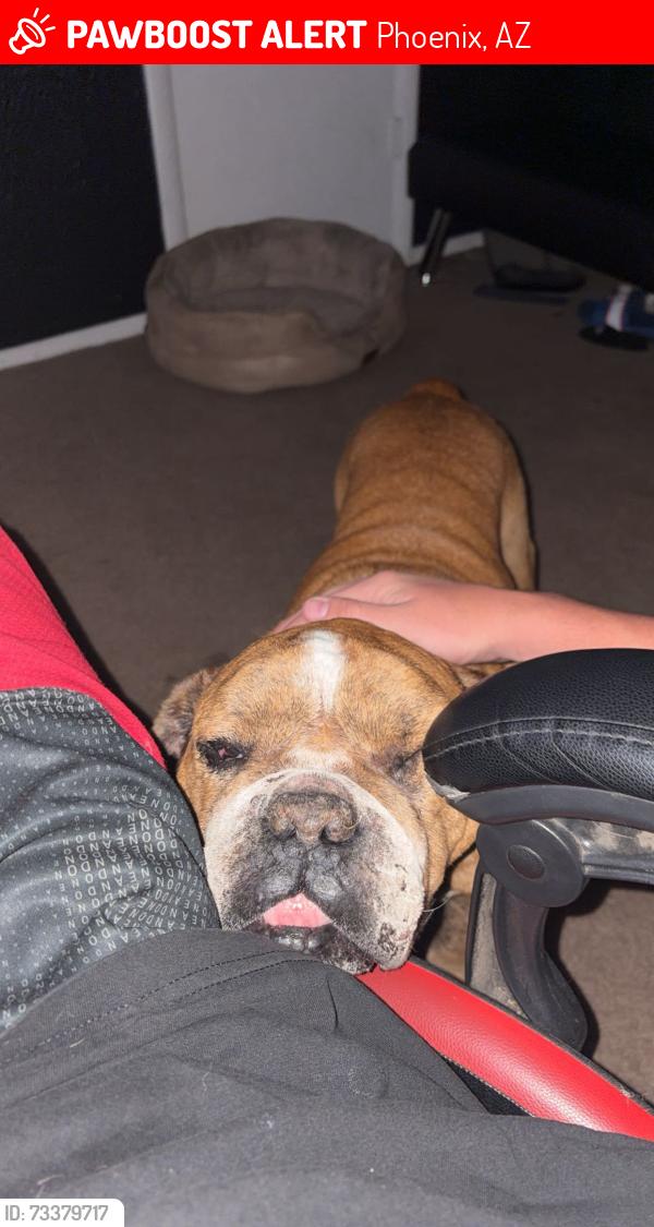 Lost Male Dog last seen N 23rd ave, Phoenix, AZ 85029