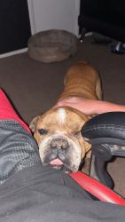 Lost Male Dog last seen N 23rd ave, Phoenix, AZ 85029