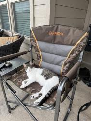 Reunited Female Cat last seen Near Red Draw Rd, Fort Worth, TX 76177, USA, Fort Worth, TX 76177