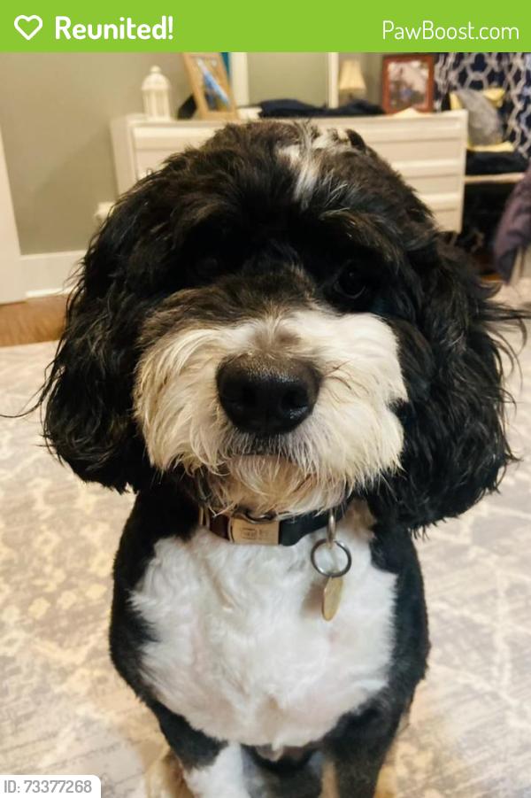 Reunited Male Dog last seen Anglin and Meredith street, Cleburne, TX 76031
