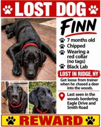 Lost Male Dog last seen Smith Road, Ridge, NY 11961