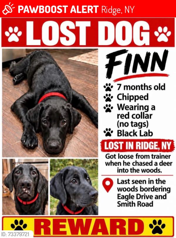 Lost Male Dog last seen Smith Road, Ridge, NY 11961