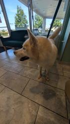 Found/Stray Male Dog last seen 34th and High School Road, Indianapolis, IN 46214