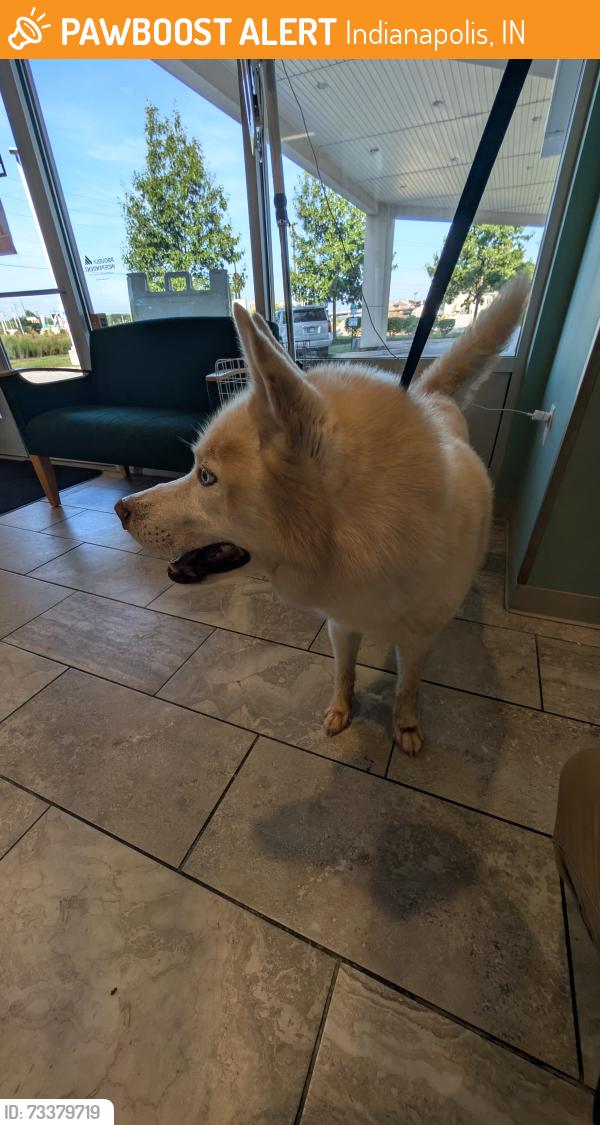 Found/Stray Male Dog last seen 34th and High School Road, Indianapolis, IN 46214