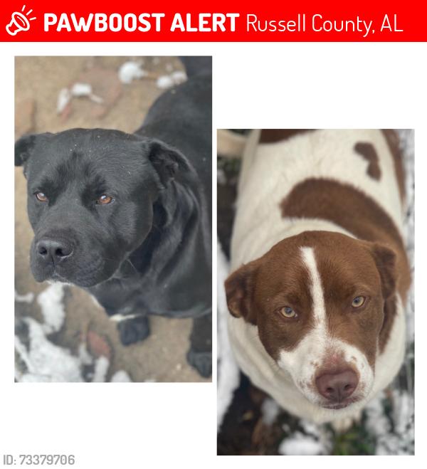 Lost Male Dog last seen Salem Alabama, Russell County, AL 36804