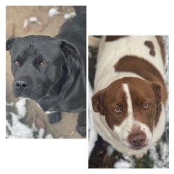 Lost Male Dog last seen Salem Alabama, Russell County, AL 36804