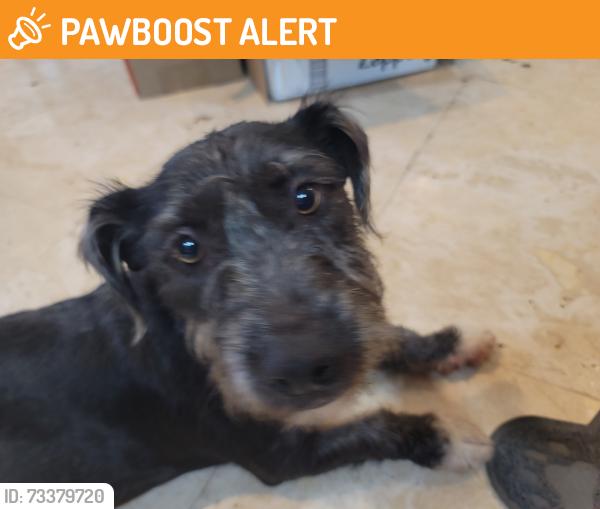 Found/Stray Male Dog last seen Azusa blvd and temple st. At the church, Los Angeles County, CA 91722
