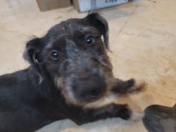 Found/Stray Male Dog last seen Azusa blvd and temple st. At the church, Los Angeles County, CA 91722