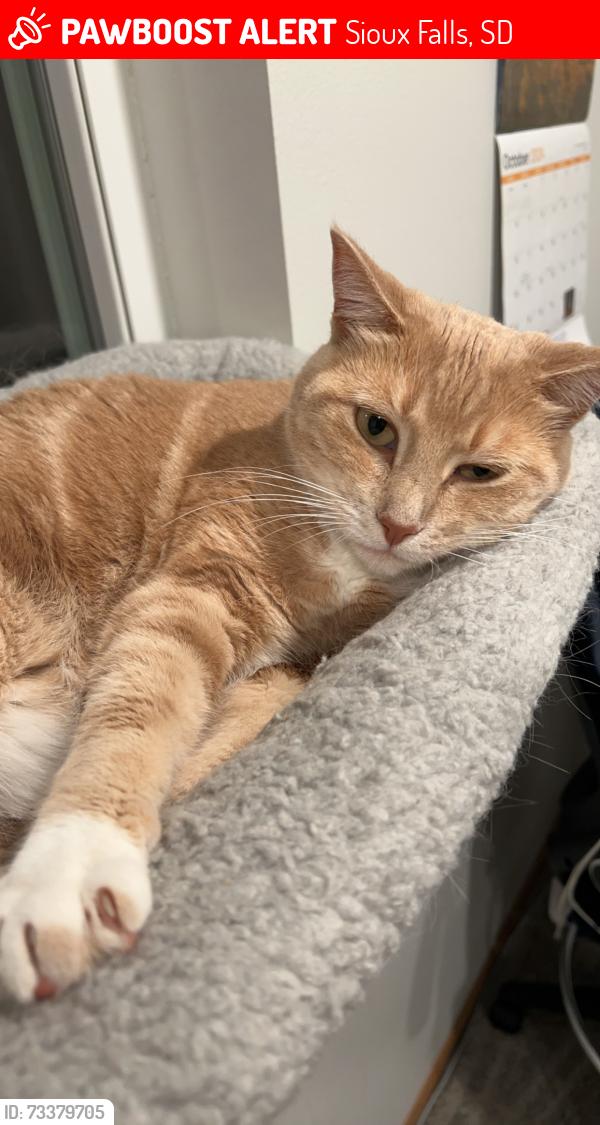 Lost Female Cat last seen East side of Sioux Falls by Plaza Ateca, Sioux Falls, SD 57110