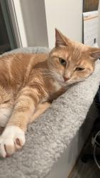 Lost Female Cat last seen East side of Sioux Falls by Plaza Ateca, Sioux Falls, SD 57110