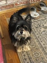 Reunited Female Dog last seen C Street and Hwy 160, Isleton, CA 95641
