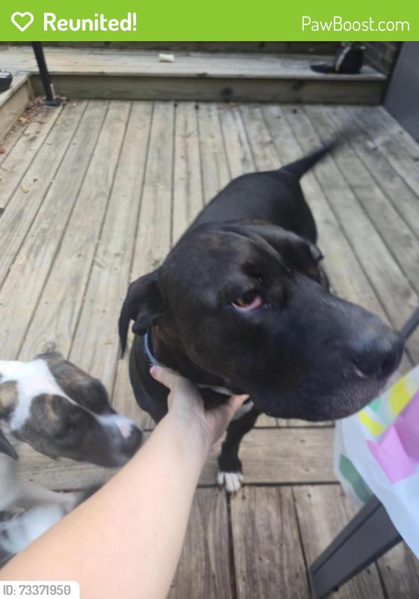 Reunited Male Dog last seen Forest Lake Dr. off Mt. Gallant Rd. Rock Hill, Rock Hill, SC 29732