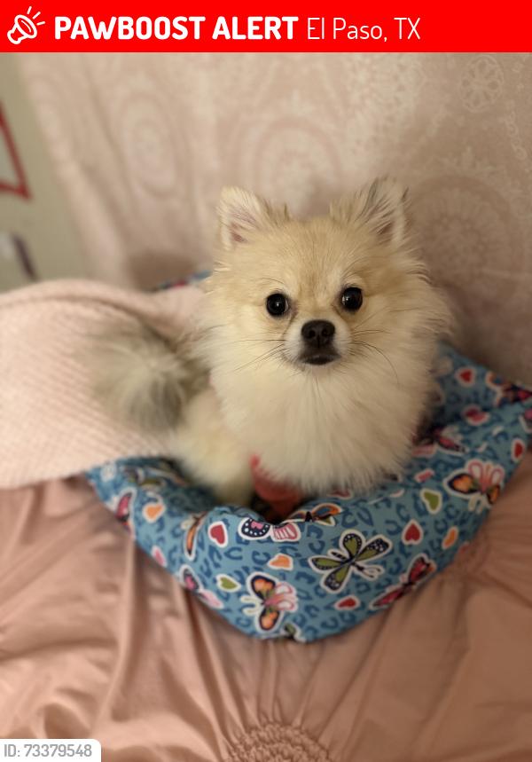 Lost Female Dog last seen George Dieter, El Paso, TX 79936
