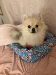 Lost Female Dog last seen George Dieter, El Paso, TX 79936
