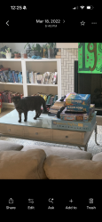 Reunited Female Cat last seen Near s Howard st se, Atlanta, GA 30317