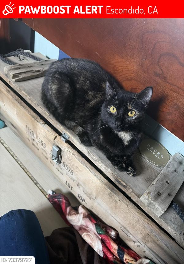 Lost Female Cat last seen Near la terazza Escondido California 92025, Escondido, CA 92025