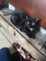 Lost Female Cat last seen Near la terazza Escondido California 92025, Escondido, CA 92025