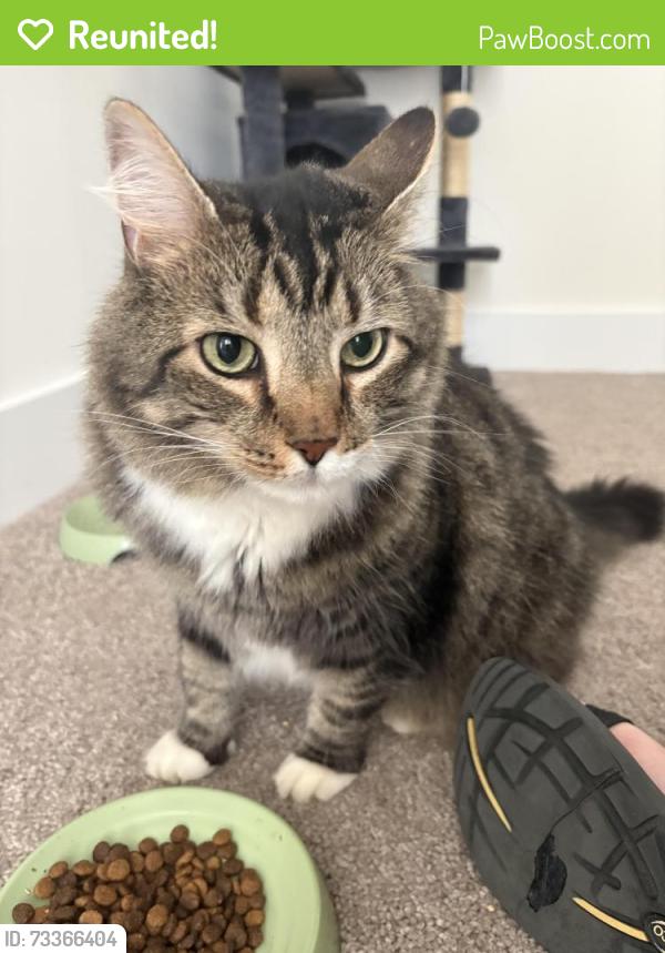 Reunited Male Cat last seen Asheville hwy and Breakbill rd, Knoxville, TN 37924