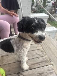 Found/Stray Male Dog last seen Near john f kennedy blvd, Jersey City, NJ 07305